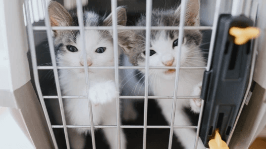 Animal Care & Rescue